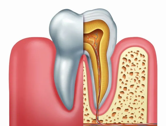 Endodoncija